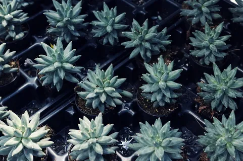 绿叶植物地 绿叶植物地