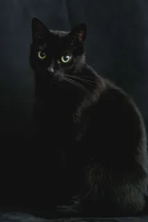 黑猫肖像 黑猫肖像