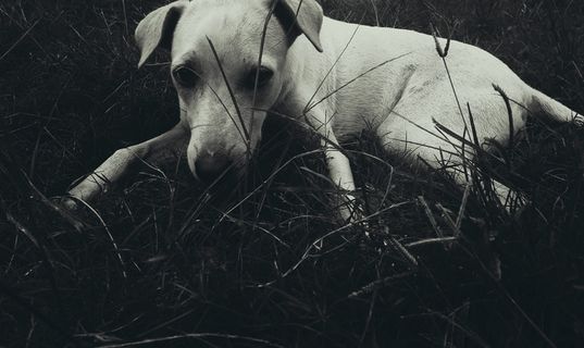 manimal，dog，doglove，doglife，可爱，wear，street，pet