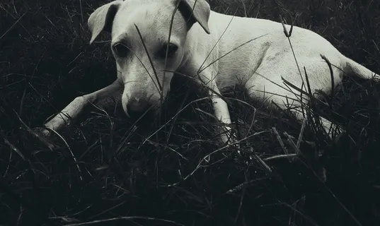 manimal，dog，doglove，doglife，可爱，wear，street，pet