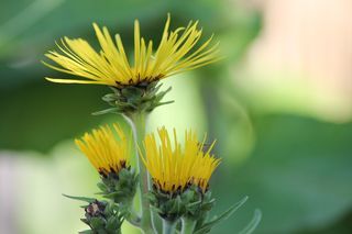 千梁，黄花，多年生，insæktblomst，夏季，背景，花，黄色