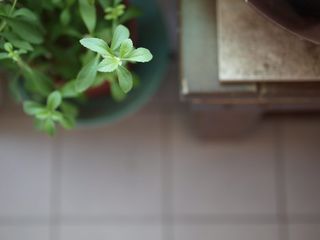 采购产品盆栽植物，陶器，花瓶，植物，罐子，花盆，药草，草药