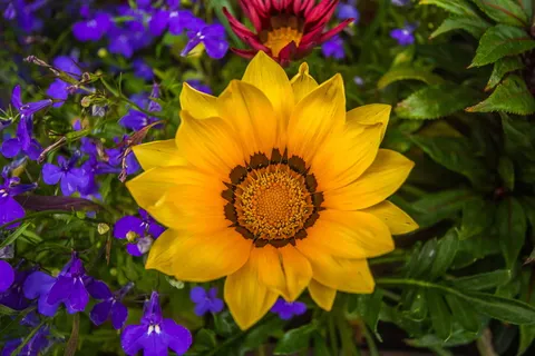 选择性，聚焦摄影，黄色，加扎尼亚花，彩色花，自然，花园，开花植物