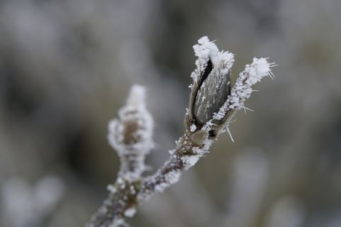 芽、冰、白霜、覆盖、冷冻、冬季、寒冷、枝条 芽、冰、白霜、覆盖、冷冻、冬季、寒冷、枝条