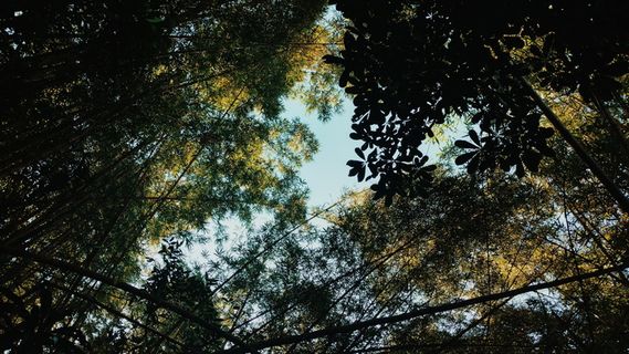 ubatuba,巴西,竹子,热带,南美,森林,大西洋森林,壁纸 ubatuba,巴西,竹子,热带,南美,森林,大西洋森林,壁纸