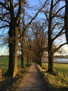 远行，冬季远足，树，植物，前进的道路，方向，光秃秃的树，宁静