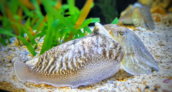 墨鱼、鱼、水下、水族馆、海洋、海洋、深海、绿色