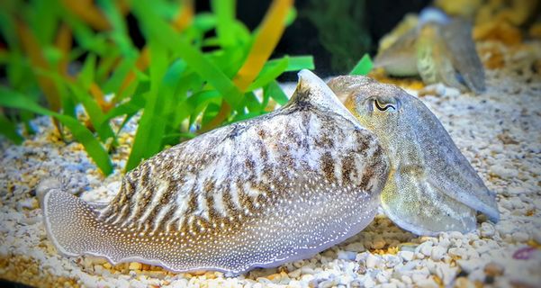 墨鱼、鱼、水下、水族馆、海洋、海洋、深海、绿色