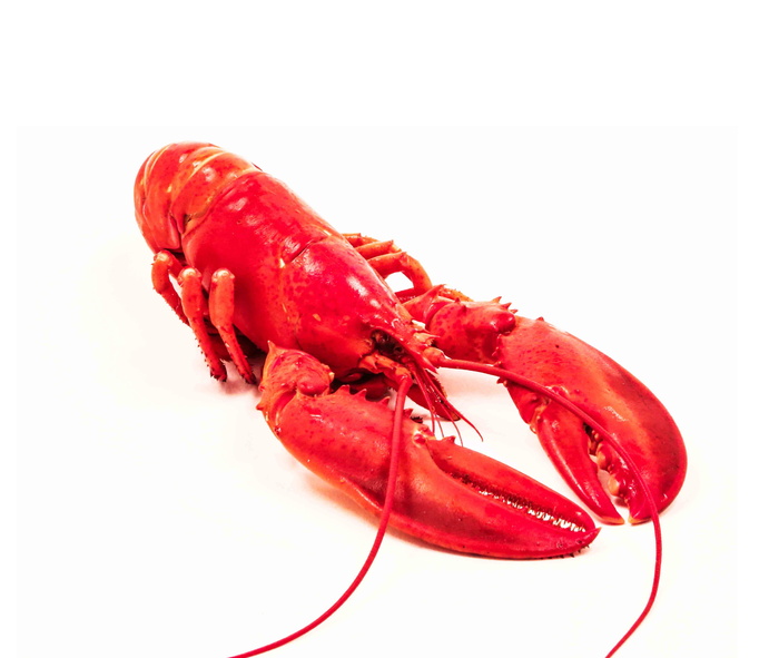 海，泊松，鱼，海鲜，食物，爪子，贝类，红色