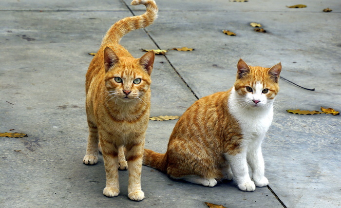 两只橙色的猫站在人行道上，坐在干枯的落叶中