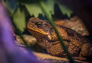 青蛙的浅聚焦摄影