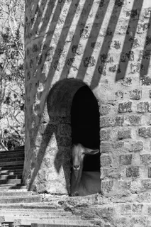 南非，suider paarl，fairview葡萄酒和奶酪，一种动物，动物主题，动物，脊椎动物，哺乳动物