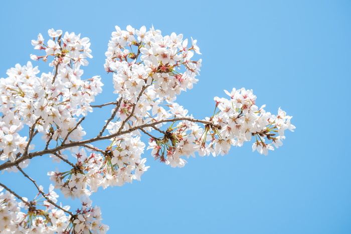 白樱花