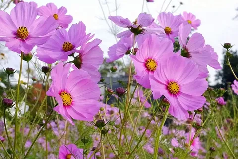 粉色的宇宙花生长在田野里。 粉色的宇宙花生长在田野里。