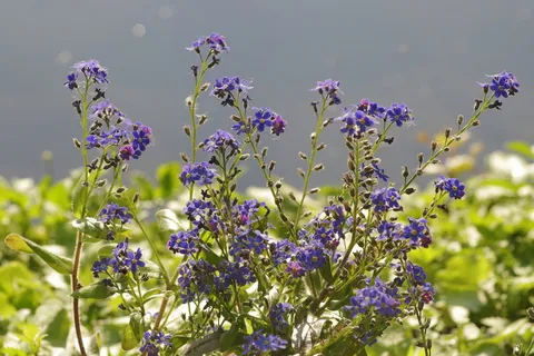 花,蓝色,包括一只大蓝鹭,花坛,花园,nots,minor,花 花,蓝色,包括一只大蓝鹭,花坛,花园,nots,minor,花