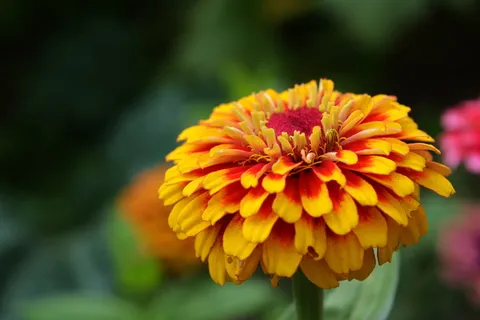 百日草,花,花园,自然,开花植物,脆弱,脆弱,花瓣 百日草,花,花园,自然,开花植物,脆弱,脆弱,花瓣