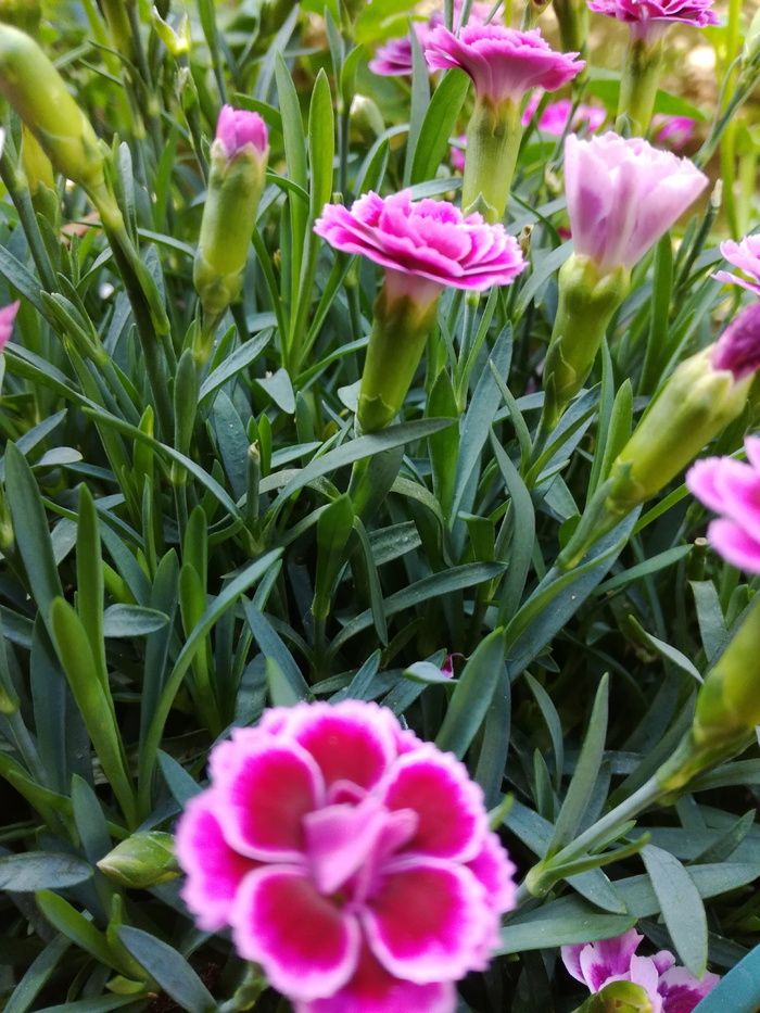 芳香麋鹿、耐寒、花朵、开花植物、植物、脆弱性、脆弱性、新鲜度