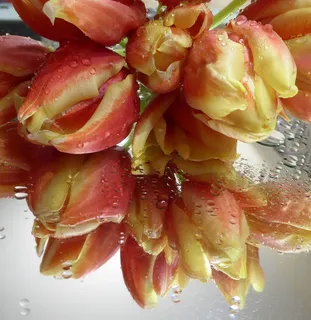 春天,郁金香花束,三文鱼,黄色,一滴水,镜子,关闭,食物和饮料 春天,郁金香花束,三文鱼,黄色,一滴水,镜子,关闭,食物和饮料