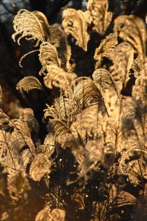 植物，纤细，光，植被，植物，阳光，梦幻，户外