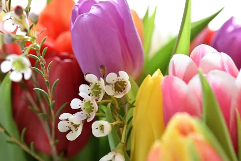郁金香,斯特劳斯,花,花束,郁金香花束,联邦*,五颜六色,schnittblume 郁金香,斯特劳斯,花,花束,郁金香花束,联邦*,五颜六色,schnittblume