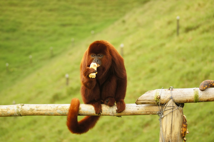 Mono、Howler、Coffee、Zone、Finlandia、Coffee Zone、quindio、colombia