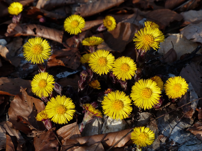 tussilago farfara, 花, 开花, 黄色, tussilago, 复合材料, 菊科