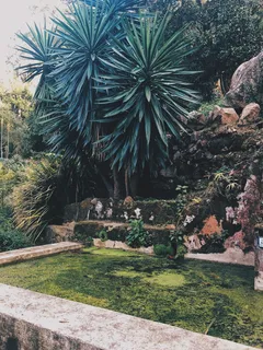 葡萄牙，辛特拉，热带，热带，热带氛围，丛林，植物，植物