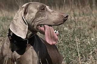 Weimaranar，猎狗，狗，狩猎，动物主题，动物，哺乳动物，一种动物