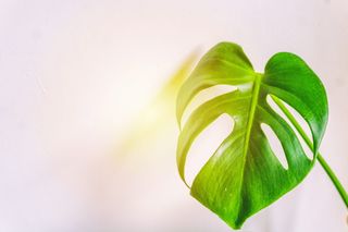 瑞士奶酪叶特写照片