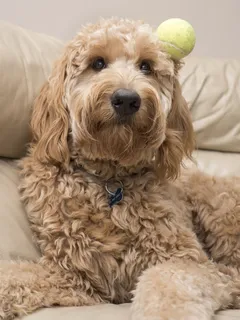 涂鸦和球，球，涂鸦，宠物，家养，狗，家养动物，狗