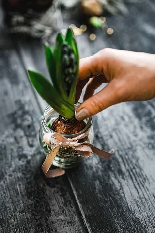 在一个小罐子里做一个小观赏幼苗的女人