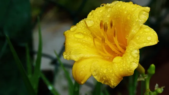 花, 黄色, 景观, 自然, 花园, 鲜花, 植物, 春天 花, 黄色, 景观, 自然, 花园, 鲜花, 植物, 春天