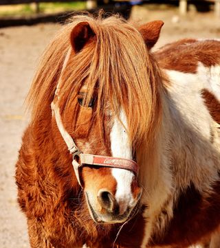 小马，马，可爱，动物，有趣，自然，海马，玩
