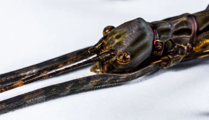 竹节虫, 鬼虫, 恐慌, 关闭, 特写, 没有人, 工作室拍摄, 白色背景