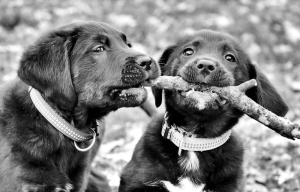 小狗，拉布拉多犬，寻回犬，游戏，狗，哺乳动物，狗，动物主题
