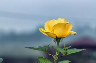 黄玫瑰，玫瑰，花，黄，自然，爱，花瓣，花