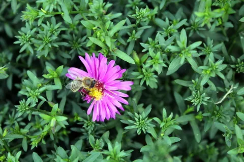 花，花园，自然，花园植物，福禄考，蜜蜂，开花植物，植物