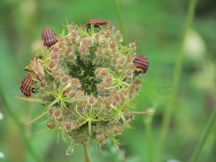 睡衣虫，摩根，法国，自然，植物，特写，生长，花