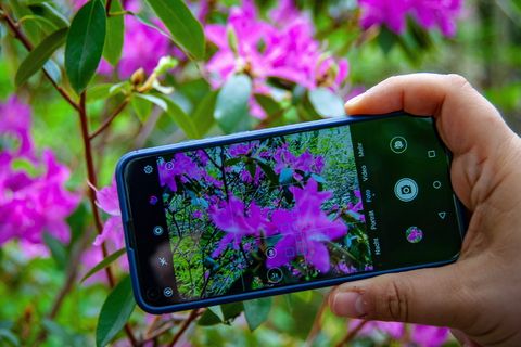 花，植物，自然，植物，花园，手机，智能手机，人手