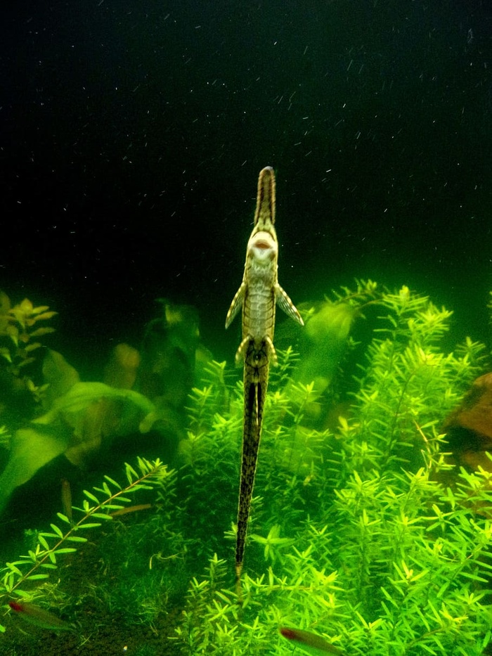 水族馆里的小鲶鱼