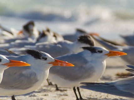 科奎纳海滩，美国，布拉登顿海滩，海滩，海鸥，安娜玛丽亚岛，鸟类，海滨