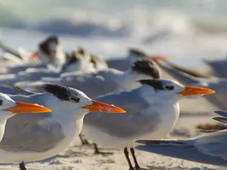 科奎纳海滩，美国，布拉登顿海滩，海滩，海鸥，安娜玛丽亚岛，鸟类，海滨