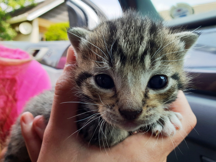 棕色和黑色短毛小猫的特写照片