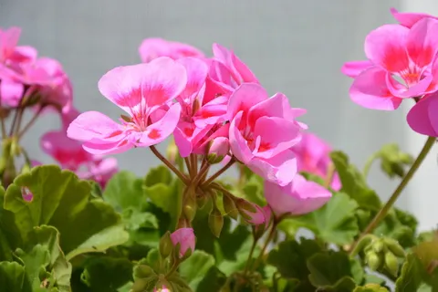 粉色花朵,阳台,装饰,花朵,花朵,花蕾,绿叶,自然 粉色花朵,阳台,装饰,花朵,花朵,花蕾,绿叶,自然