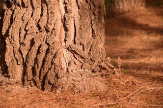 松树，原木，森林地面，松林，森林，松针，秋天，结构