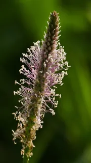 景观,自然,车前草,草,太阳,光,花,植物 景观,自然,车前草,草,太阳,光,花,植物