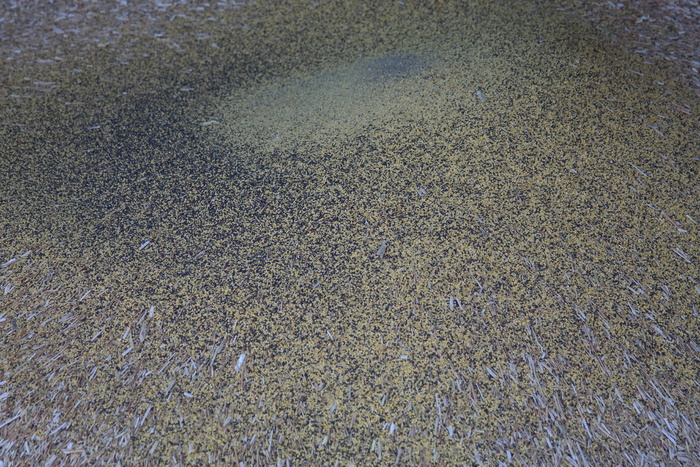 谷壳、咖啡、脱粒、谷物、玉米壳、谷壳、谷物套、套筒