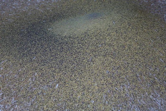 谷壳、咖啡、脱粒、谷物、玉米壳、谷壳、谷物套、套筒