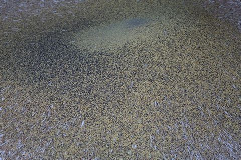 谷壳、咖啡、脱粒、谷物、玉米壳、谷壳、谷物套、套筒