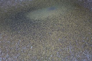 谷壳、咖啡、脱粒、谷物、玉米壳、谷壳、谷物套、套筒